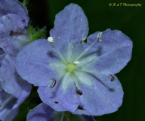 {Hydrophyllum appendiculatum}